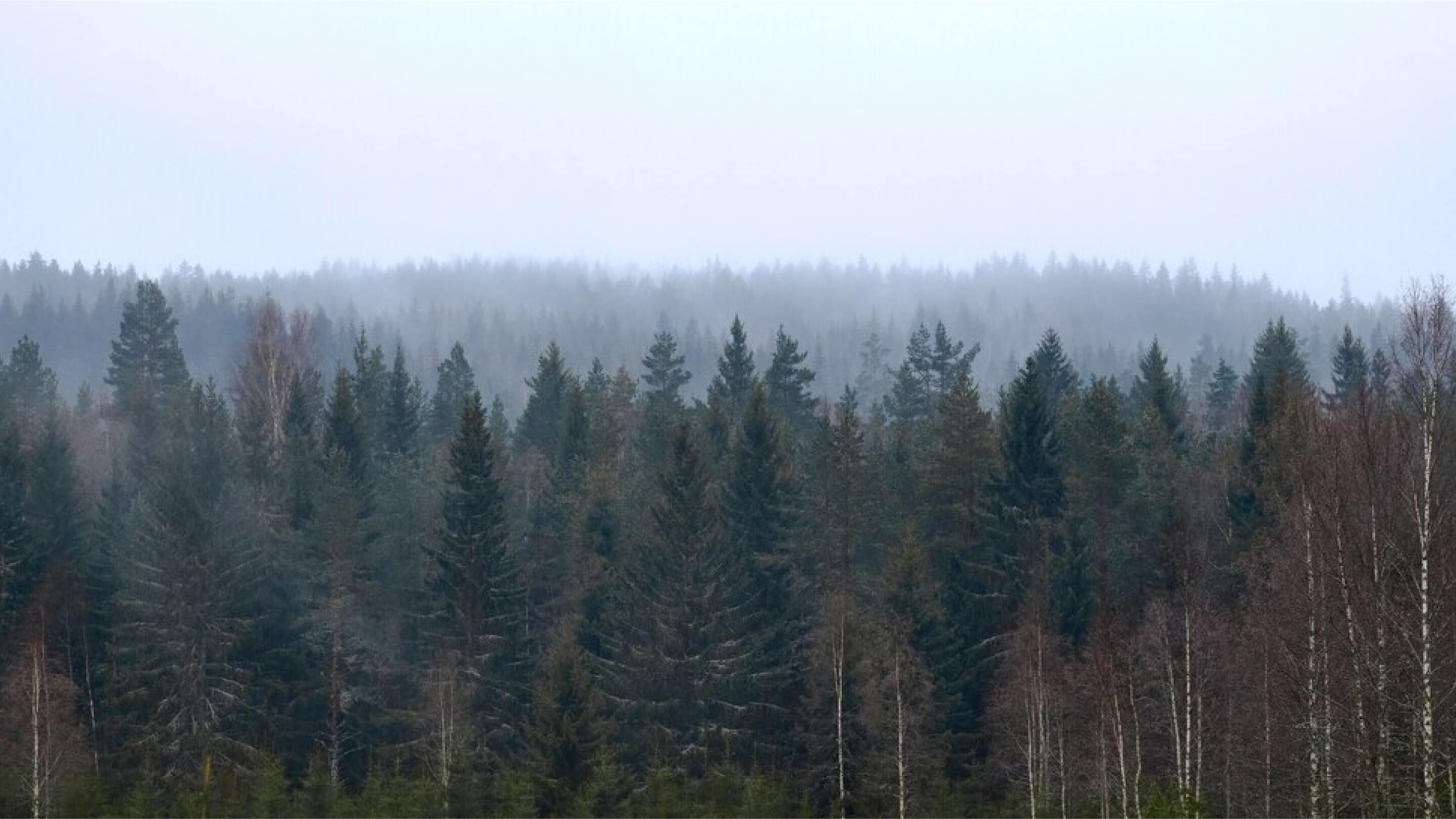 Соснові ліси
